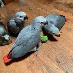 Loros Yacos Papilleros o gris Africano