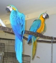 Preciosos loro Guacamayo Azul y Dorado