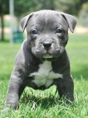 Lindos Perros Americano pitbull