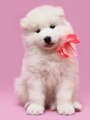 Samoyedo M/F