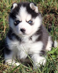 Regalo Cachorro de husky siberiano M/F