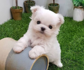 Mini toy bichon Maltes