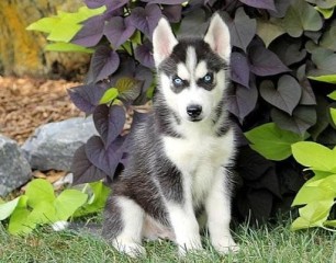 Husky siberiano intelligente