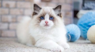 Hermosos Regalo Ragdoll