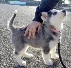 Cachorro husky siberiano