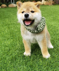 Cachorro Shiba inu disponibles