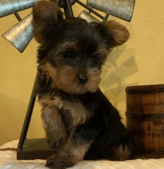 Regalo Cachorro mini, de yorkshire terrier para adopcion