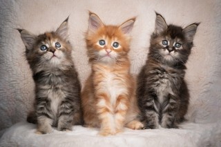 Regalo Gatitos Maine Coon whatsapp (+34)603920008