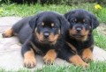 regalo-cachorro-rottweiler-whatsapp-34603920008-small-0