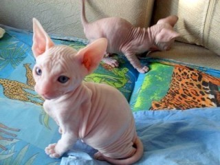 Adorable gatito sphynx disponible