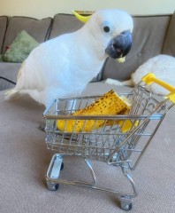 Regalo loro cacatua