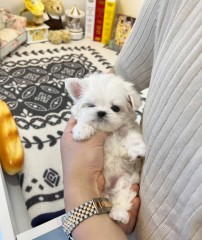 Hermoso cachorro maltes para Navidad