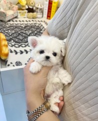 Hermoso cachorro maltes para Navidad