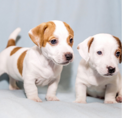 Regalo cachorro de jack russell en adopcion