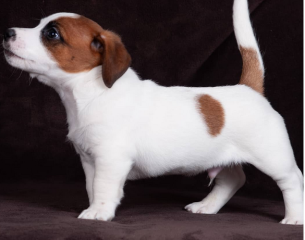 Regalo cachorro de jack russell en adopcion