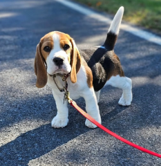 Regalo cachorro Beagle para adopcion