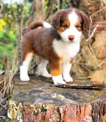 Regalo cachorro de Border collie para adopcion