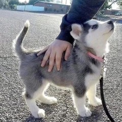 REGALO CACHORRO DE HUSKY SIBERIANO MACHO Y HEMBRA