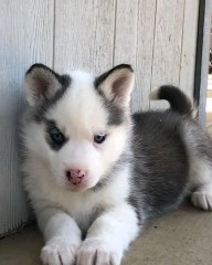 REGALO CACHORRO DE HUSKY SIBERIANO MACHO Y HEMBRA