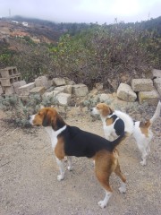 Camada de perros Beagle en Tenerife