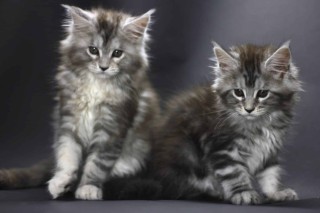 Regalo Gatitos Maine Coon whatsapp (+34)603920008