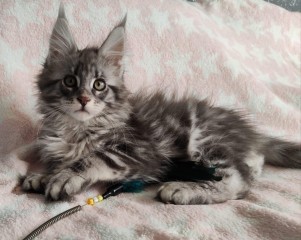 Regalo Gatitos Maine Coon whatsapp (+34)603920008