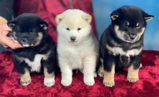 Regalo Cachorro de SHIBA INU para adopcion