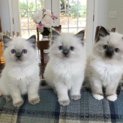 Hermosos Regalo Ragdoll gatitos