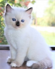 Hermosos Regalo Ragdoll gatitos