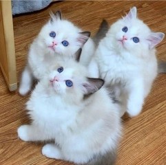 Hermosos Regalo Ragdoll gatitos