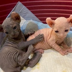 Gatitos sphynx para adopocion