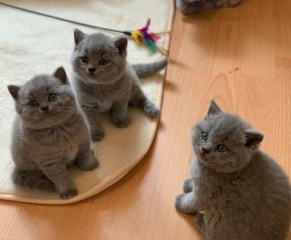 Lindo Gatitos Britanico pelo corto