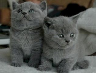 Lindo Gatitos Britanico pelo corto