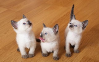 Lindos Gatitos Siamese Criados en Casa.