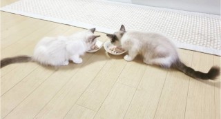 Lindos y encantadores gatitos Ragdoll criados en casa.