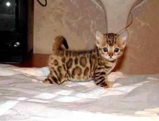 Lindos y encantadores gatitos sabana criados en casa.