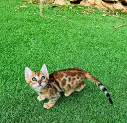 Lindos y encantadores gatitos sabana criados en casa.