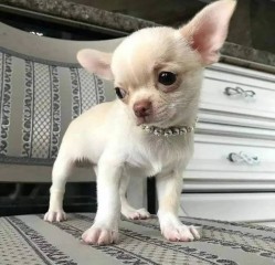 Lindo cachorro chihuahua para adopción.