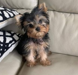 Lindo cachorro yorkshire para adopción.