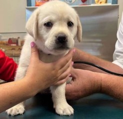 Lindo cachorro labradores para adopción.