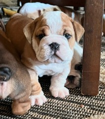 Lindo cachorro bulldog ingles para adopción.