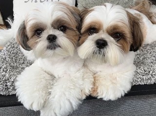 Lindo cachorro shih tzu para adopción.