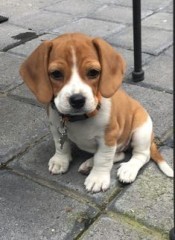 Lindo cachorro beagle para adopción.