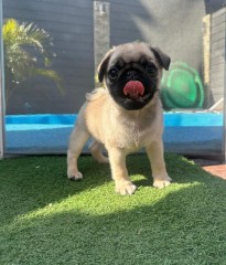 Lindo cachorro pug carlino para adopción.