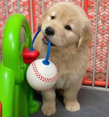 Lindo cachorro golden retriever para adopción.