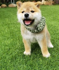 Lindo cachorro shiba inu para adopción.