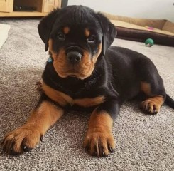 Lindo cachorro rottweiler para adopción.