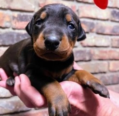 Lindo cachorro doberman para adopción.