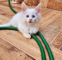 Lindo gatito maine coon para adopción