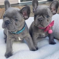 Lindos  bulldog frances macho y hembra